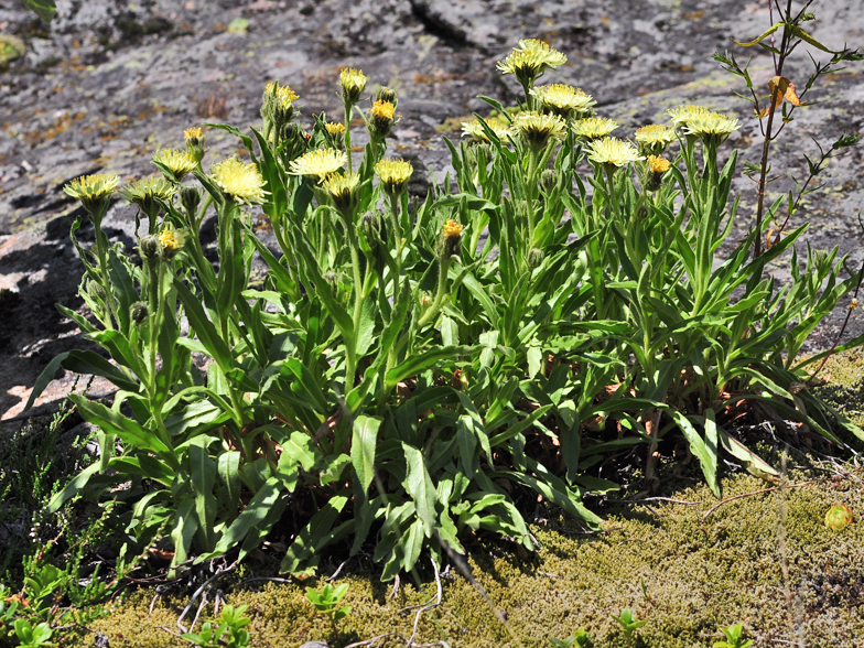 Hieracium intybaceum