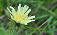 Hieracium intybaceum