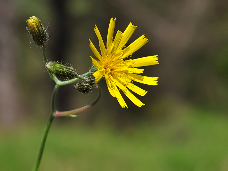 Hieracium murorum