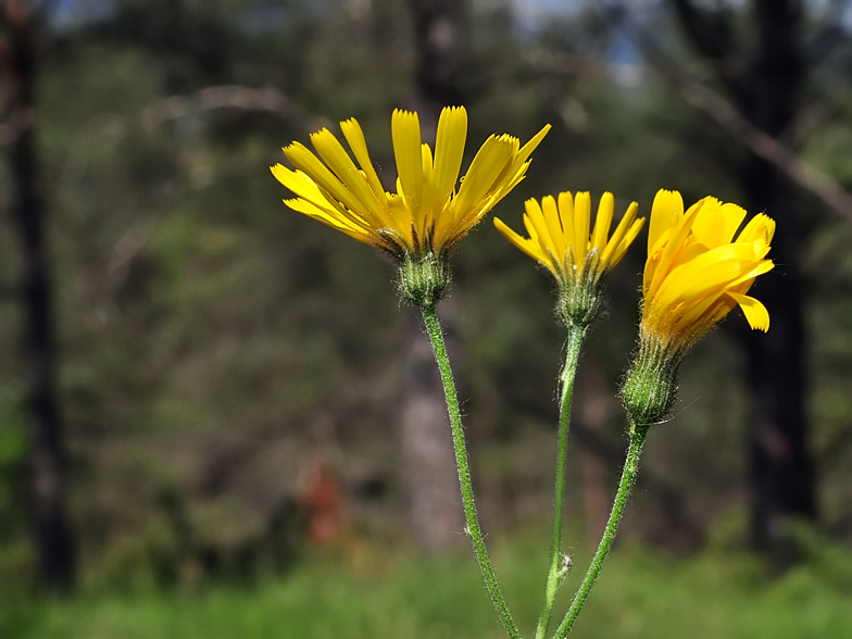 Hieracium murorum