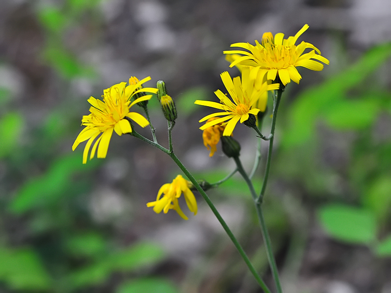 Hieracium murorum