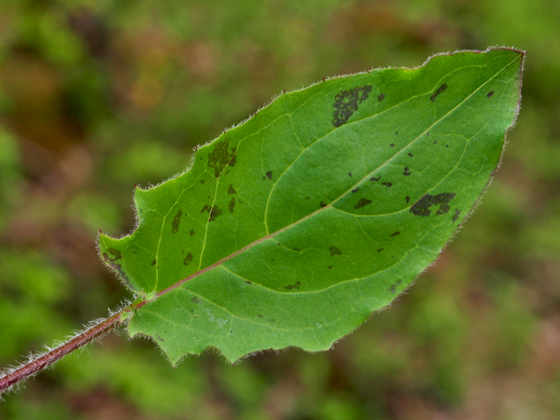 Hieracium murorum