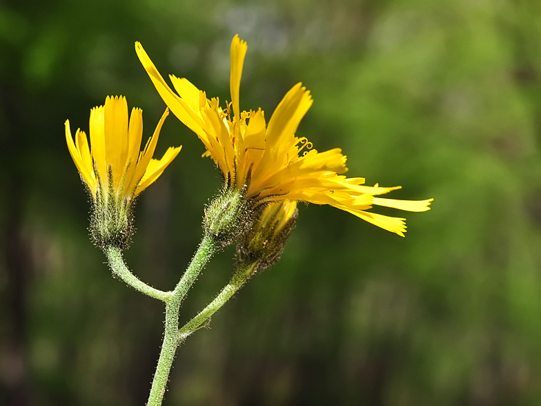 Hieracium murorum