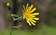 Hieracium murorum