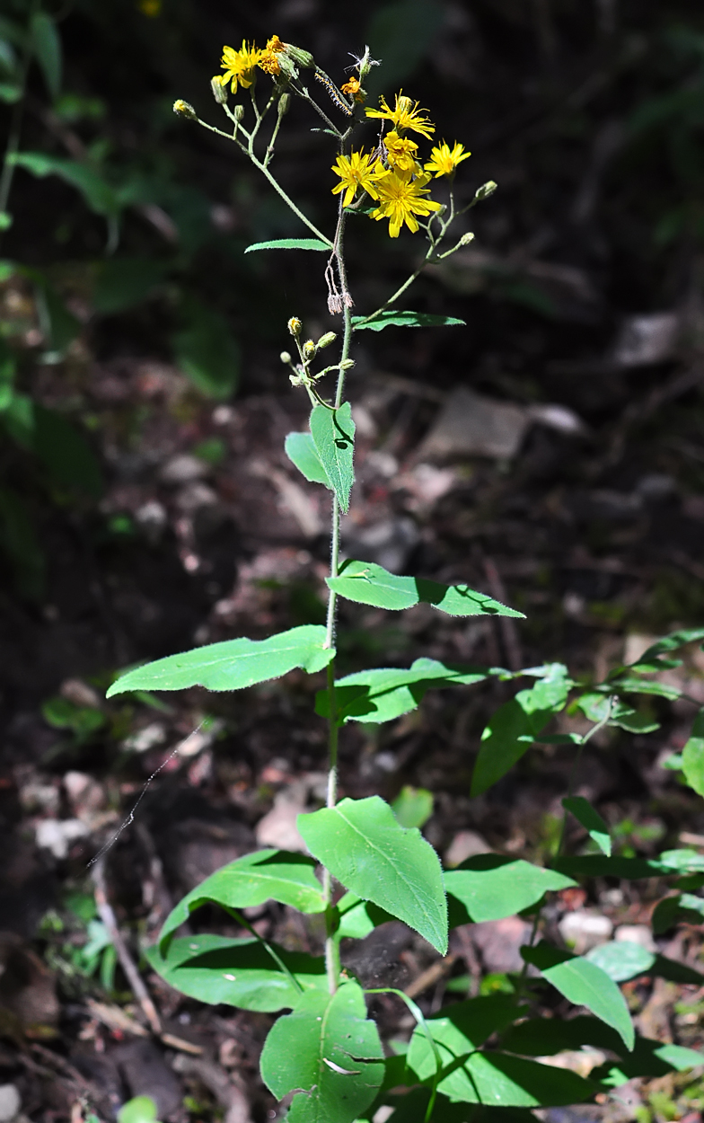 Hieracium prenanthoides