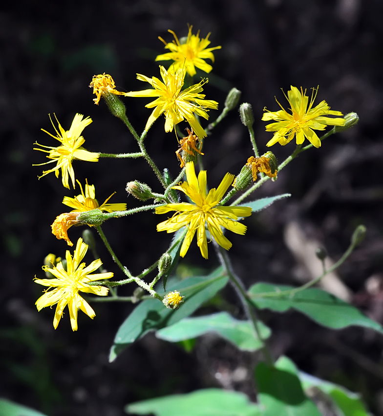 Hieracium prenanthoides