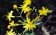 Hieracium prenanthoides