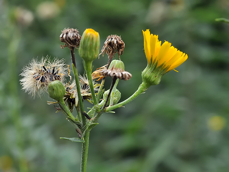 Hieracium sabaudum