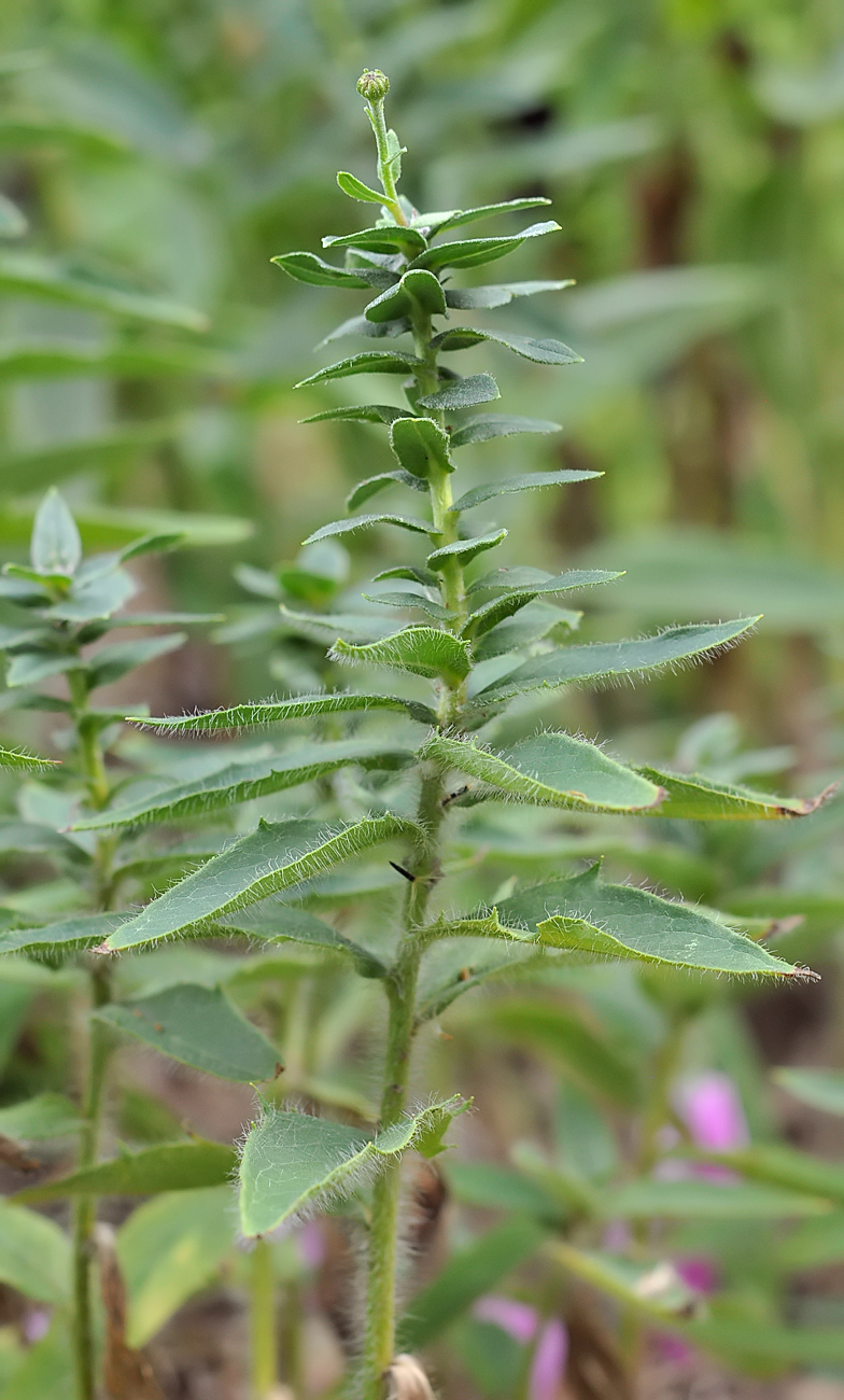 Hieracium sabaudum