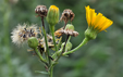 Hieracium sabaudum