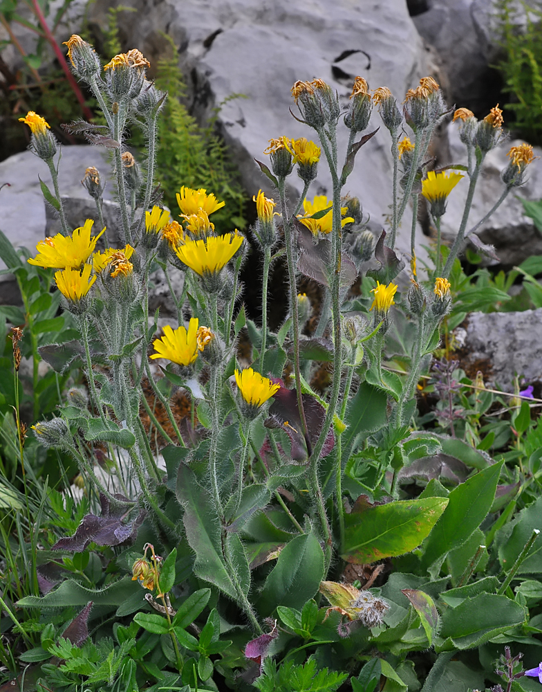 Hieracium villosum