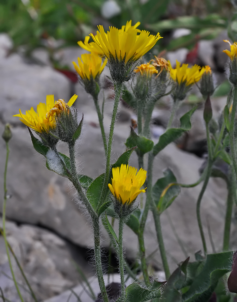 Hieracium villosum
