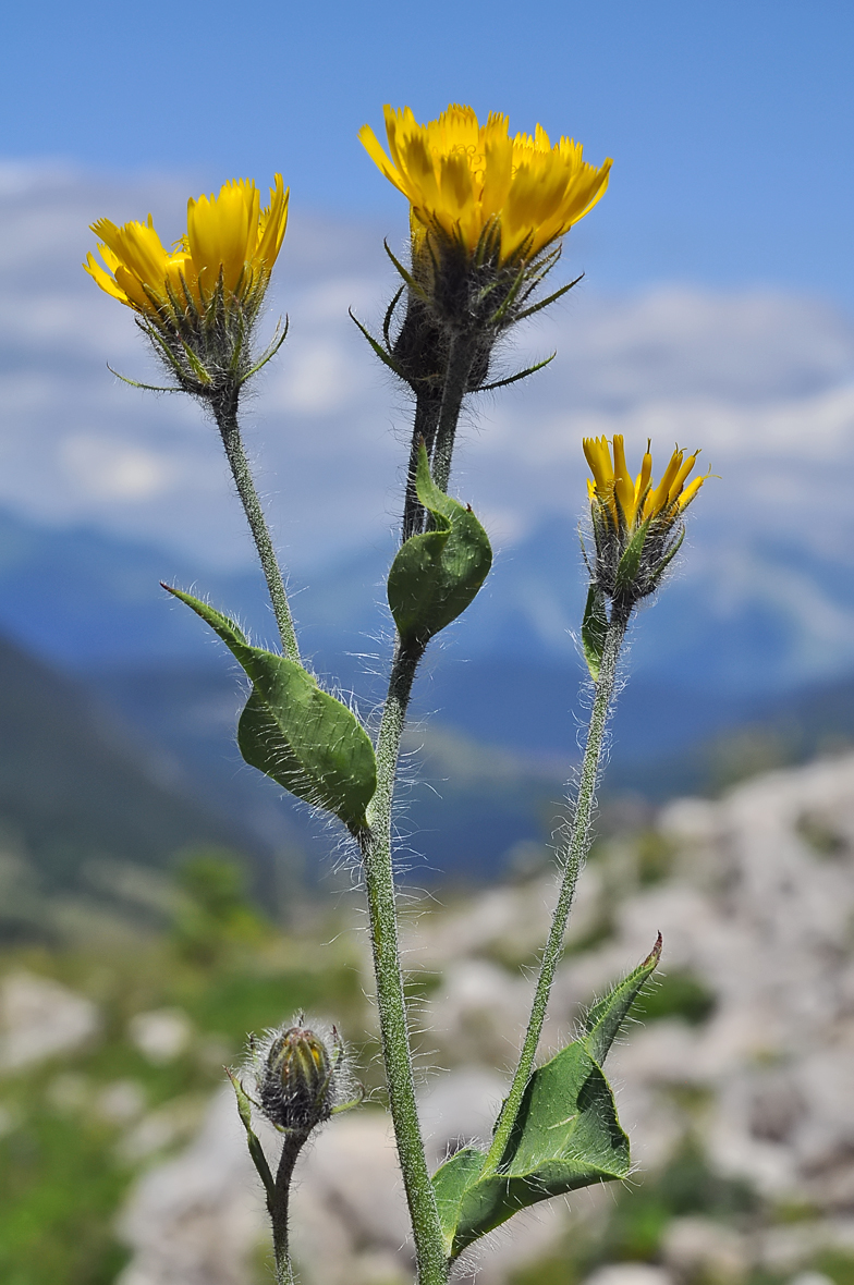 Hieracium villosum