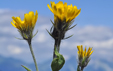 Hieracium villosum