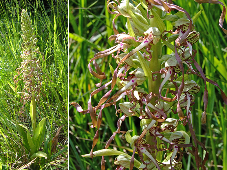 Himantoglossum hircinum