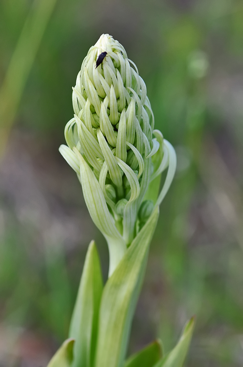 Himantoglossum hircinum