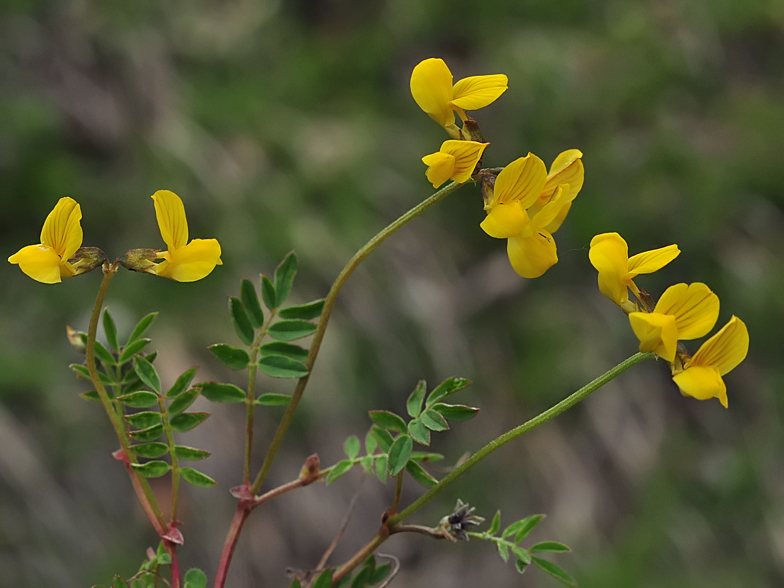 Hippocrepis comosa