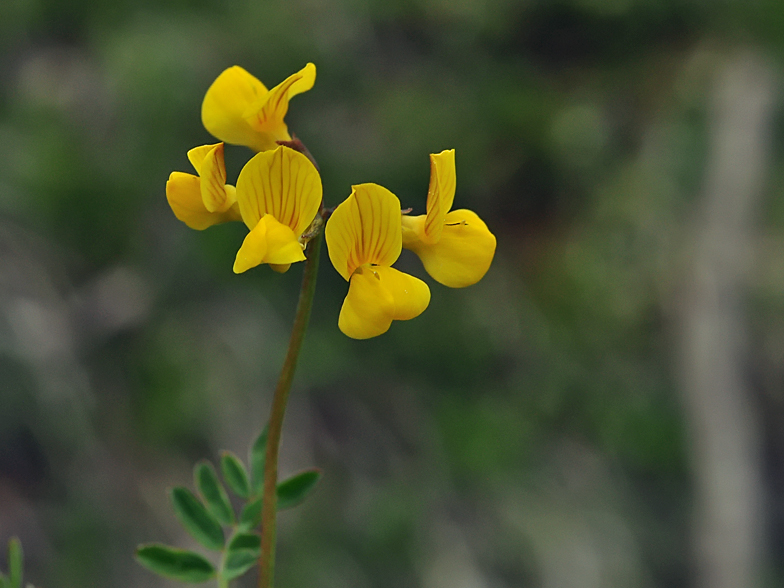 Hippocrepis comosa