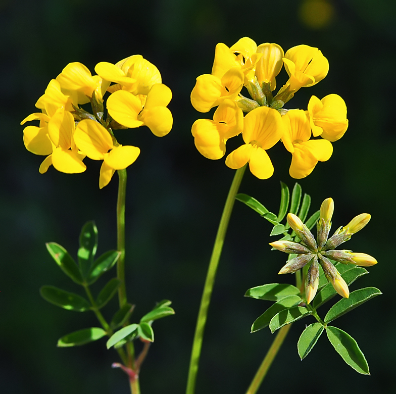 Hippocrepis comosa