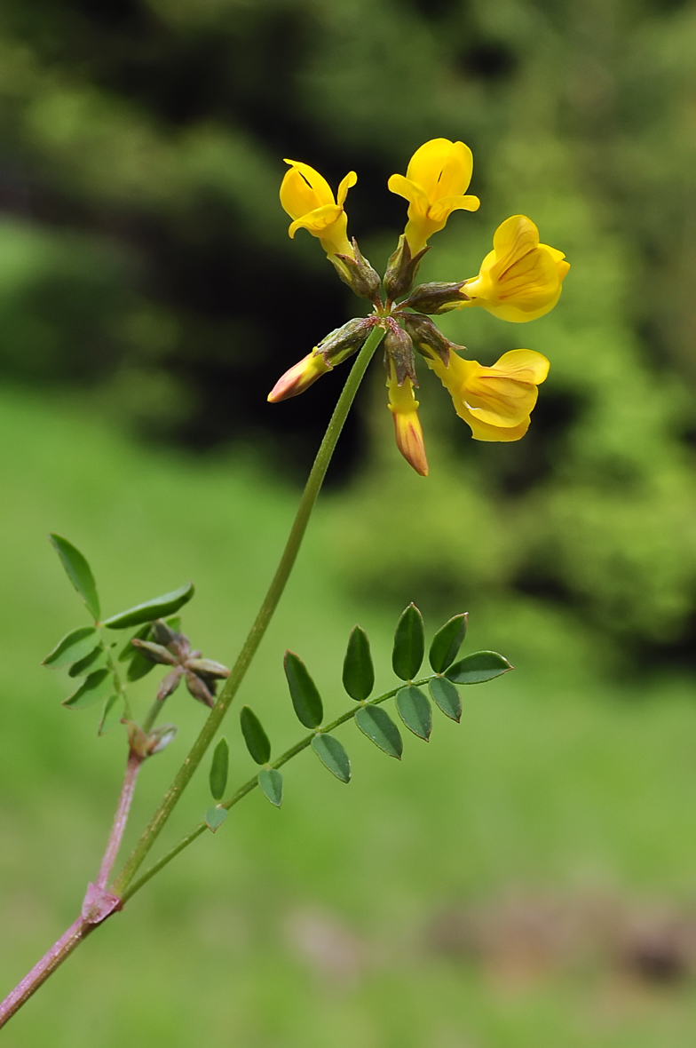 Hippocrepis comosa