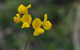 Hippocrepis comosa