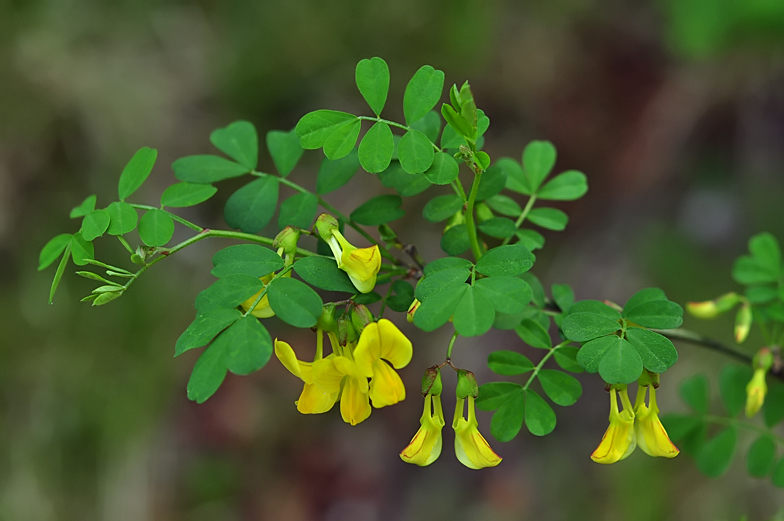 Hippocrepis emerus