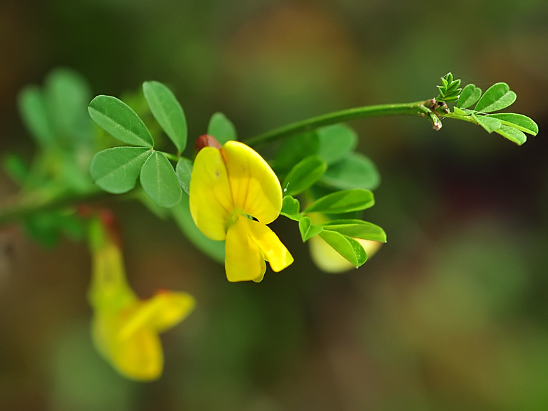 Hippocrepis emerus