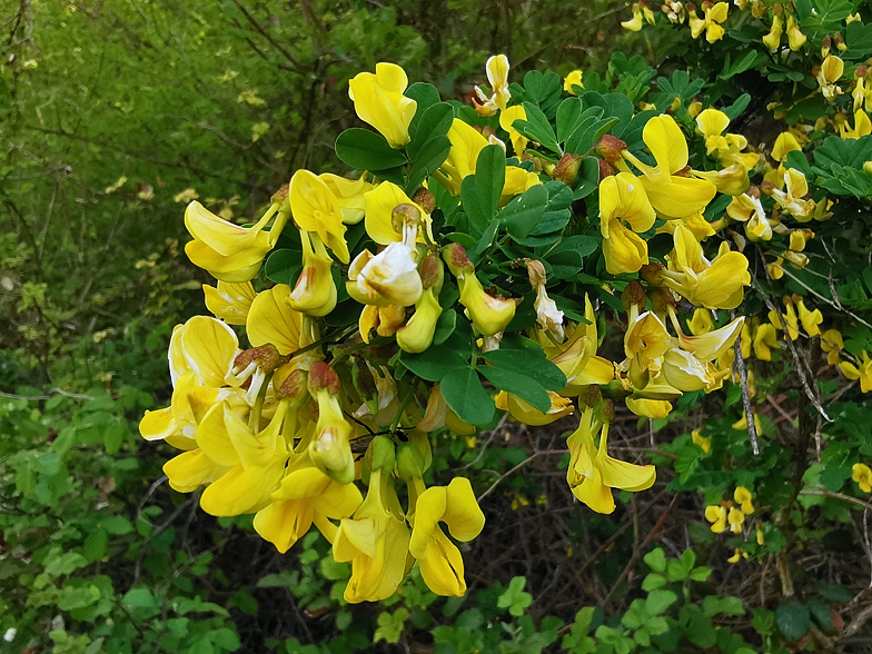 Hippocrepis emerus