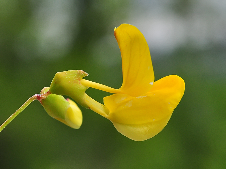 Hippocrepis emerus