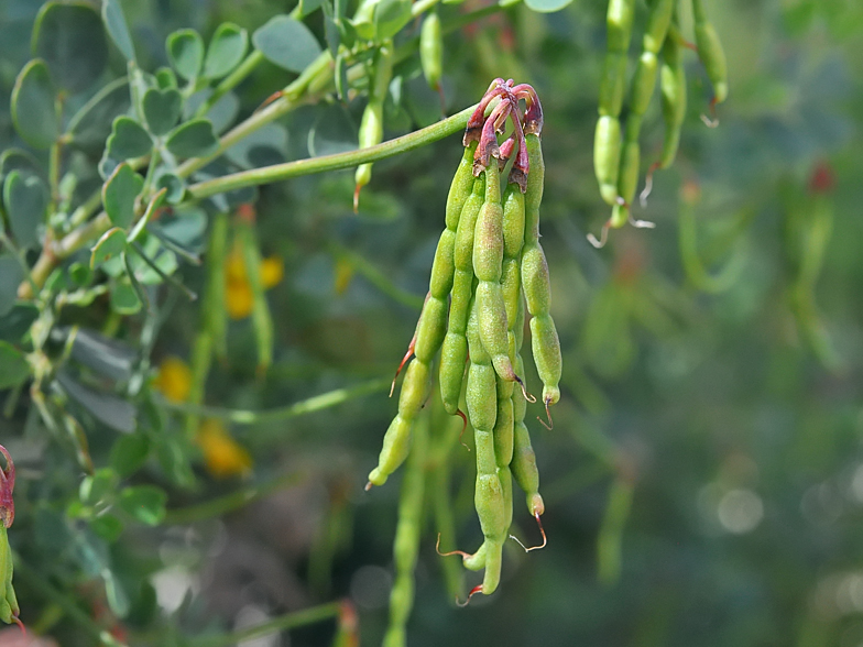 Hippocrepis emerus