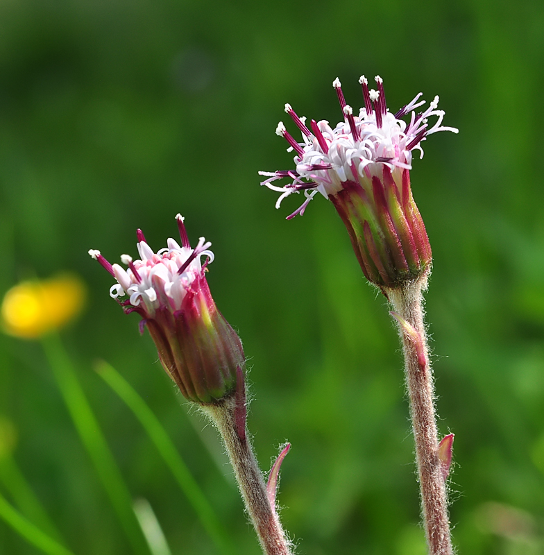 Homogyne alpina