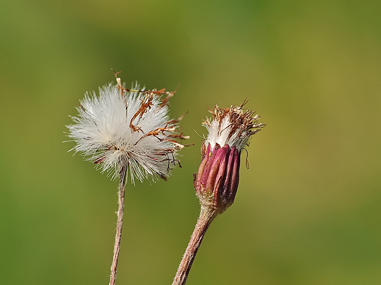 Homogyne alpina