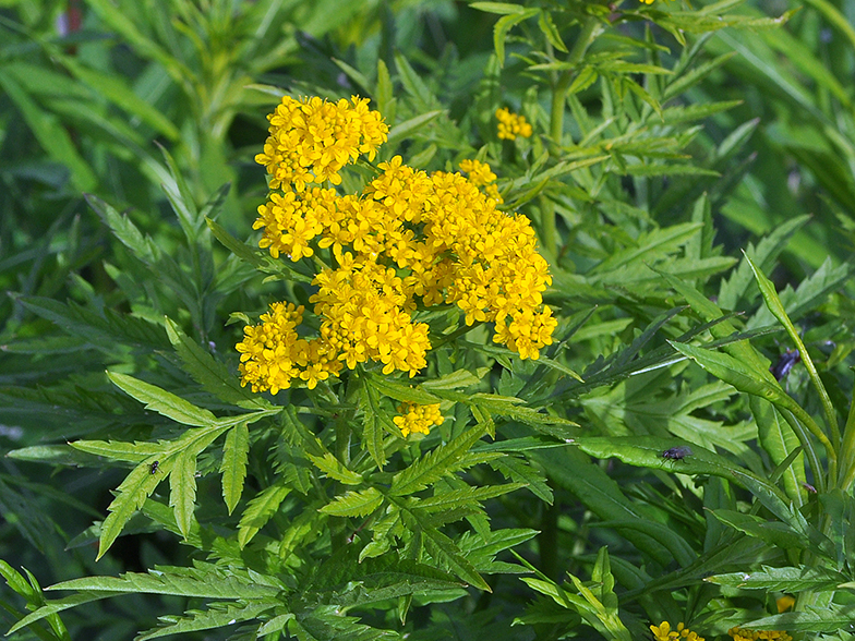 Hugueninia tanacetifolia