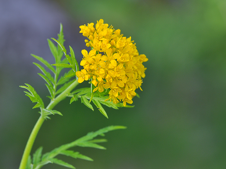 Hugueninia tanacetifolia