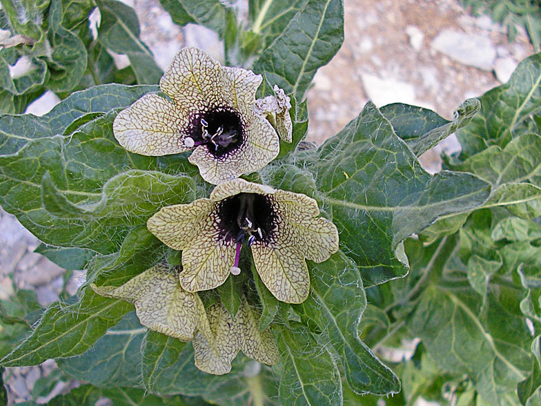 Hyocyamus niger