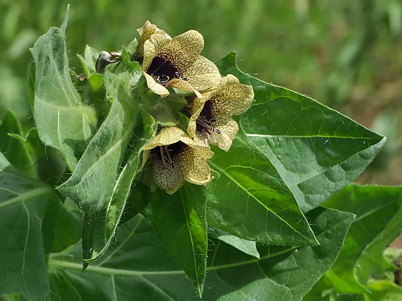 Hyoscyamus niger