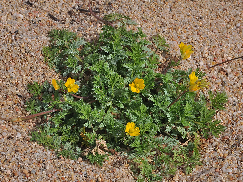 Hypecoum procumbens