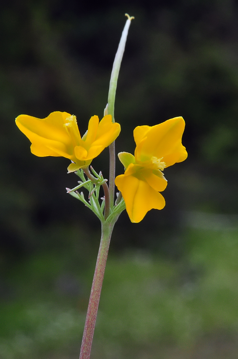 Hypecoum procumbens