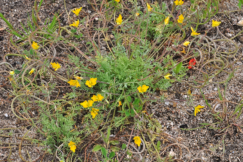 Hypecoum procumbens