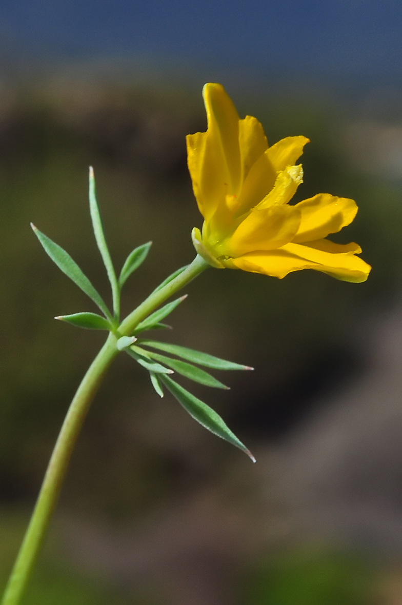 Hypecoum procumbens