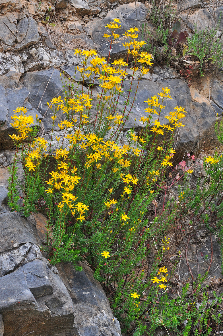 Hypericum empetrifolium