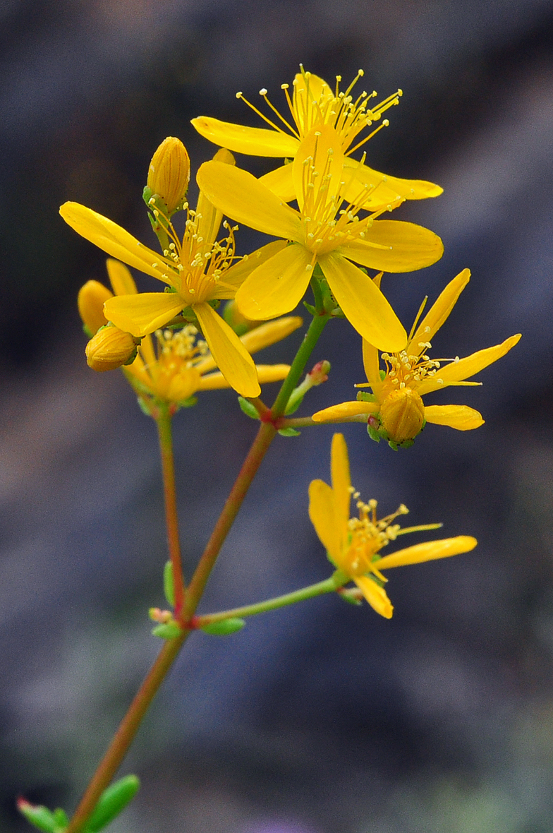 Hypericum empetrifolium