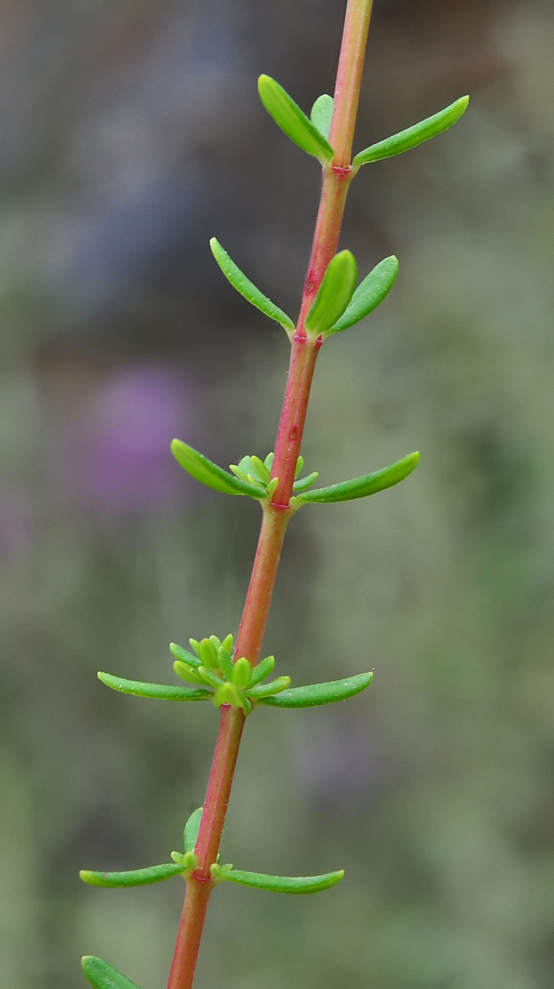 Hypericum empetrifolium