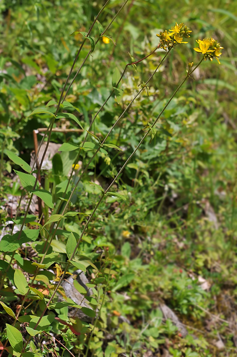 Hypericum montanum