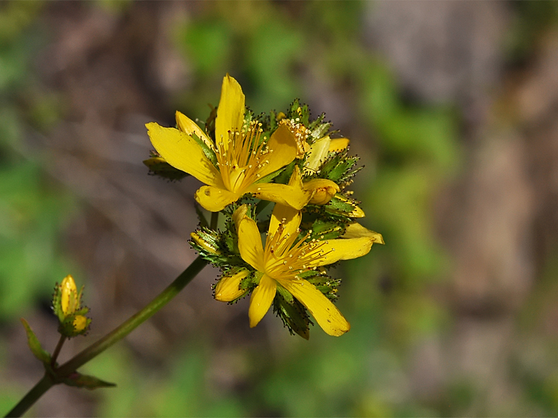 Hypericum montanum