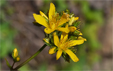 Hypericum montanum