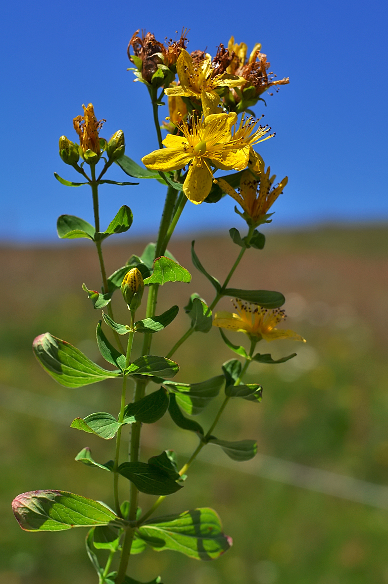 Hypericum quadrangulum