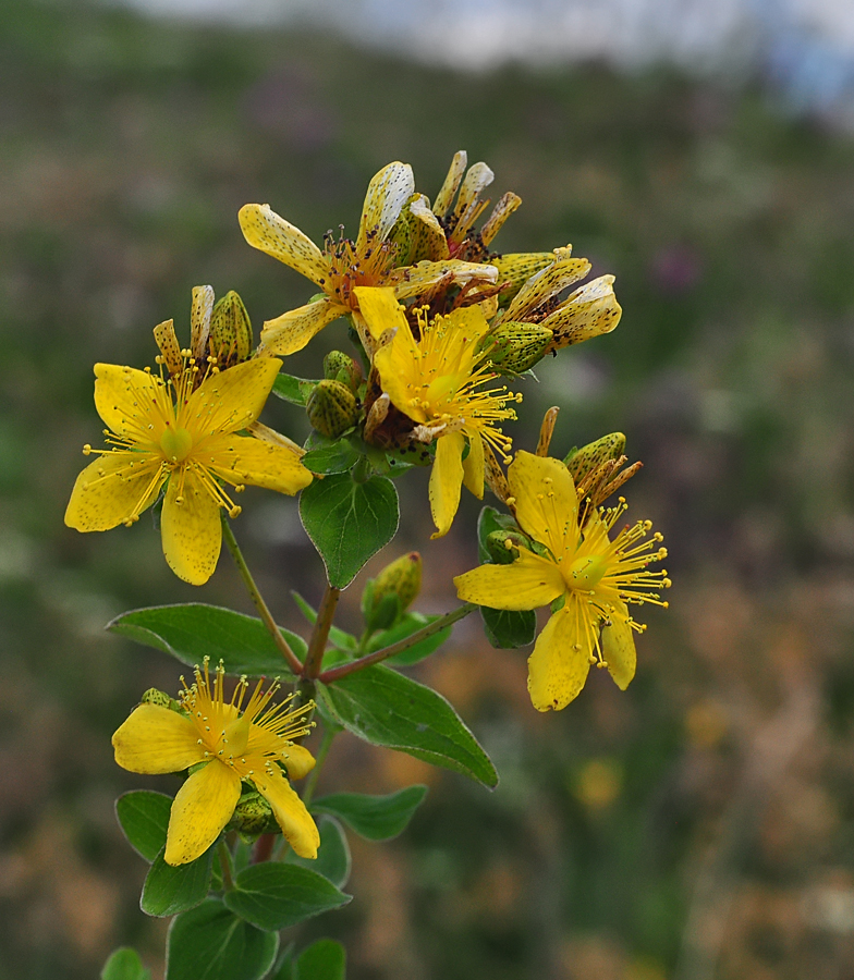 Hypericum tetrapterum