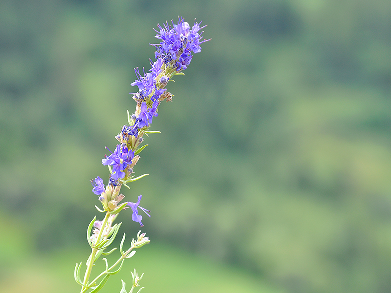 Hyssopus officinalis