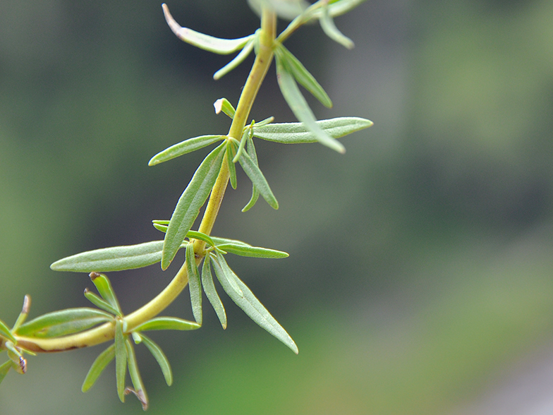 Hyssopus officinalis